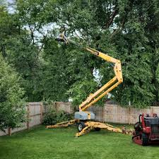 Best Tree Cabling and Bracing  in Soldotna, AK