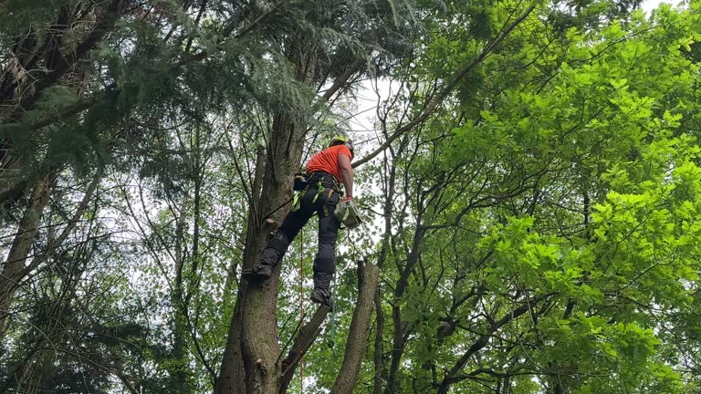 Best Tree Health Inspection  in Soldotna, AK