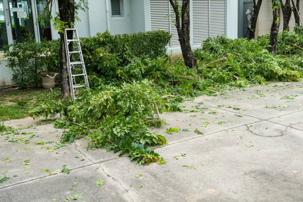 Best Emergency Tree Removal  in Soldotna, AK