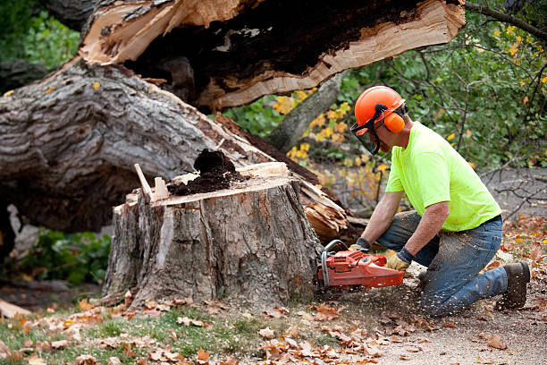 Best Seasonal Cleanup (Spring/Fall)  in Soldotna, AK