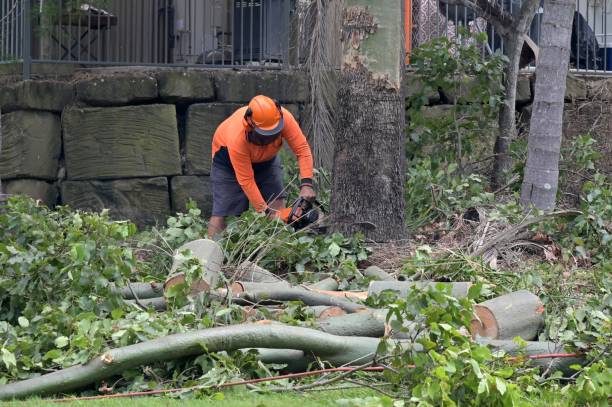 Best Tree Preservation Services  in Soldotna, AK